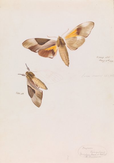 Double Headed Hawk Moth, Coequosa triangularis by Arthur Bartholomew